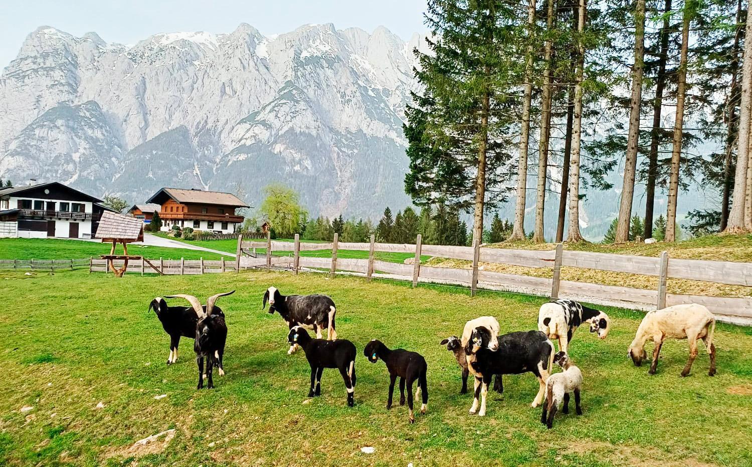 Mountain Residence Riesgut Werfen Zewnętrze zdjęcie